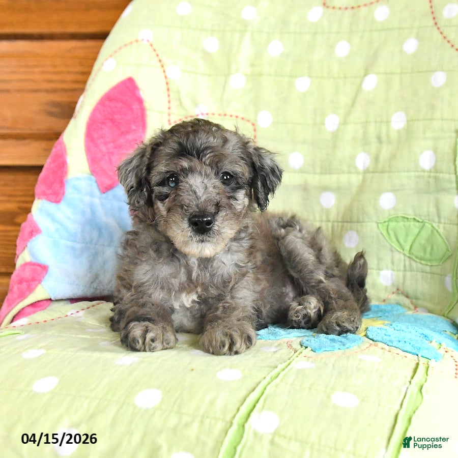 Mini Goldendoodle dogs Kristopher - Ad 1