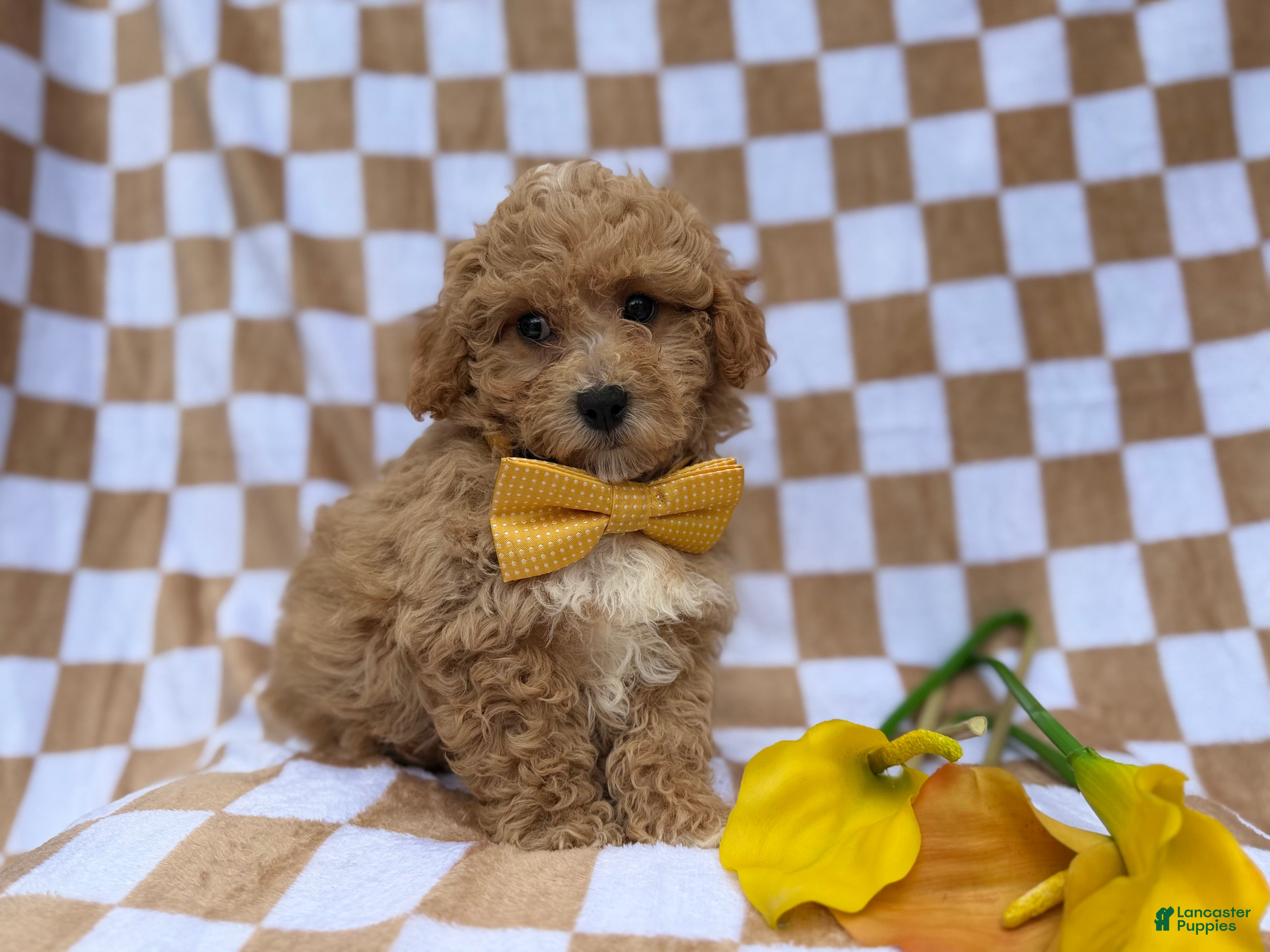 Bichpoo dogs Rusty - Ad 4