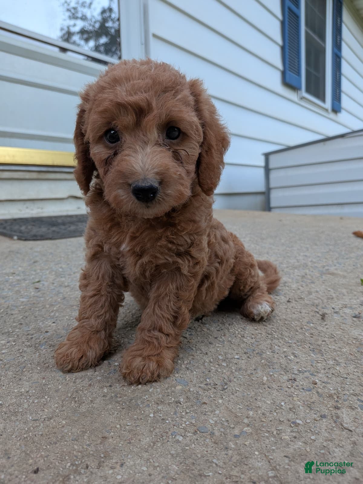 Prissy, Doodle / designer cross