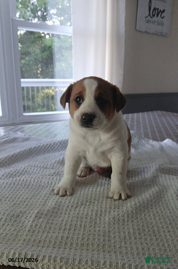 Jack Russell Terrier dogs Hunter - Ad 18