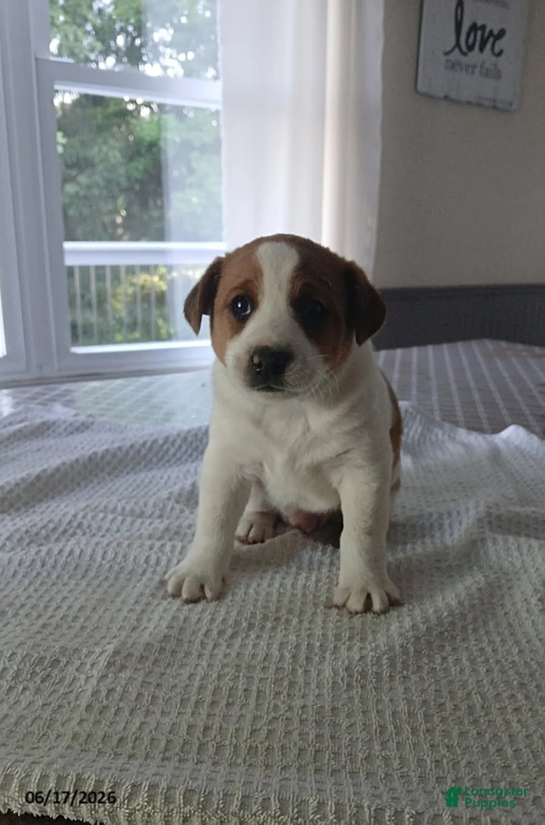 Jack Russell Terrier dogs for sale: Hunter - Ad 1