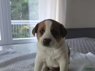 Jack Russell Terrier dogs Hunter - Ad 10