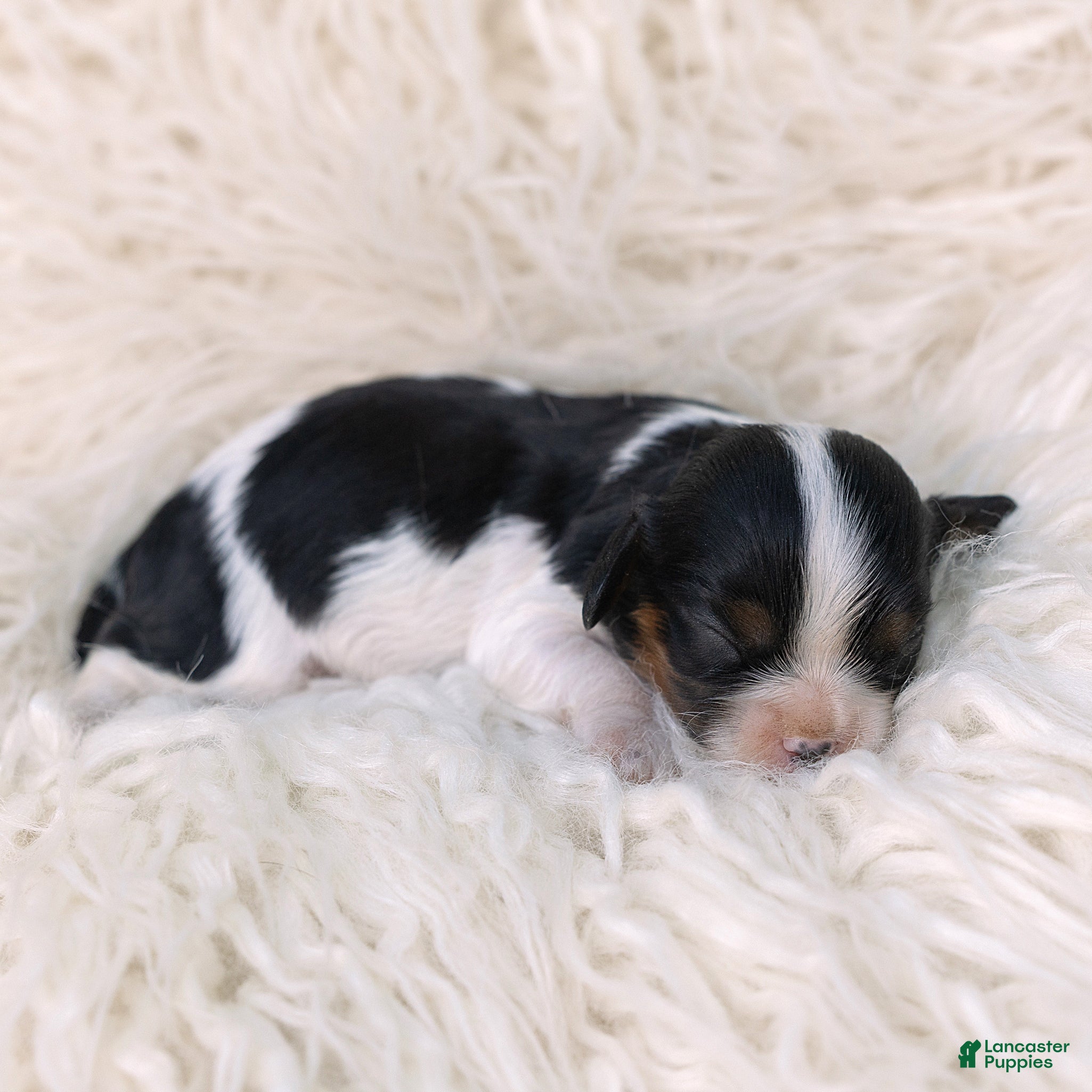 Cavalier King Charles Spaniel dogs for sale: Katrina Cavalier King Charles Spaniel  - Ad 25