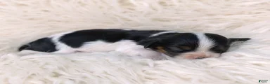 Katrina Cavalier King Charles Spaniel 