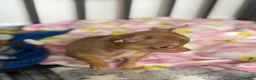 Chihuahua dogs for sale: ✨Teacup Tina✨ - Ad 3
