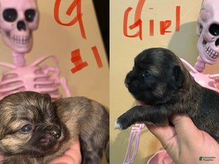 Mixed Breed dogs Mixed Breed Puppy 1 - Ad 5