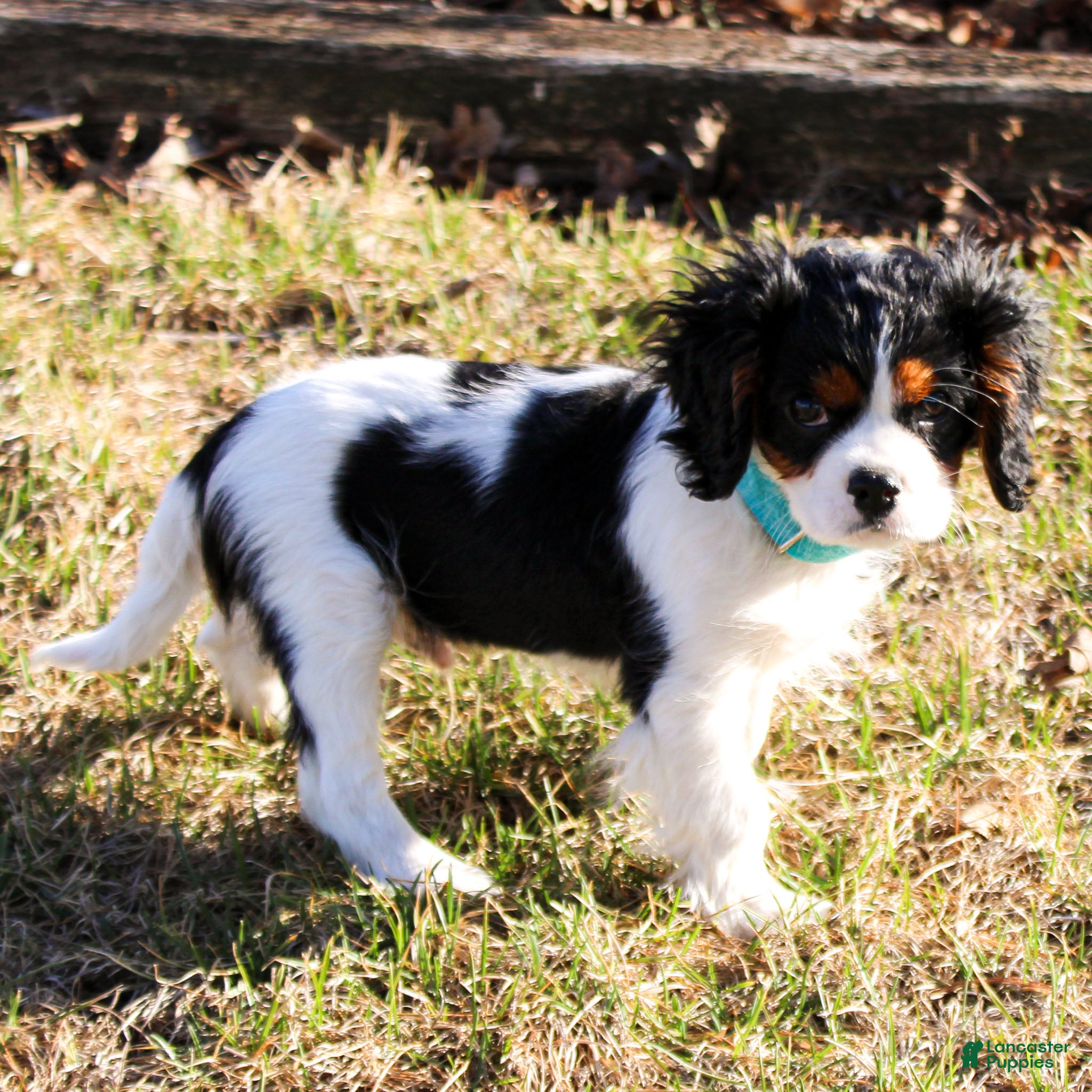 Cavalier King Charles Spaniel dogs Joey  - Ad 2