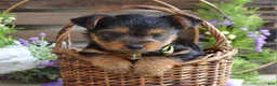 Yorkshire Terrier dogs for sale: Abby - Ad 6