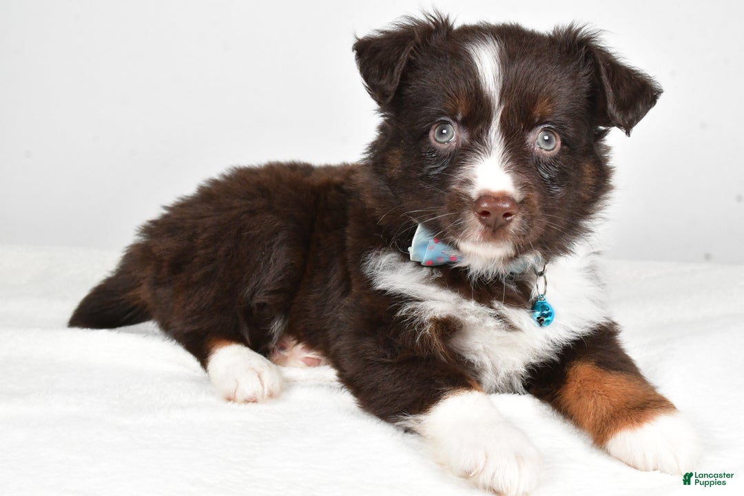 Mini Aussiedoodle dogs for sale: Stormy - Ad 2