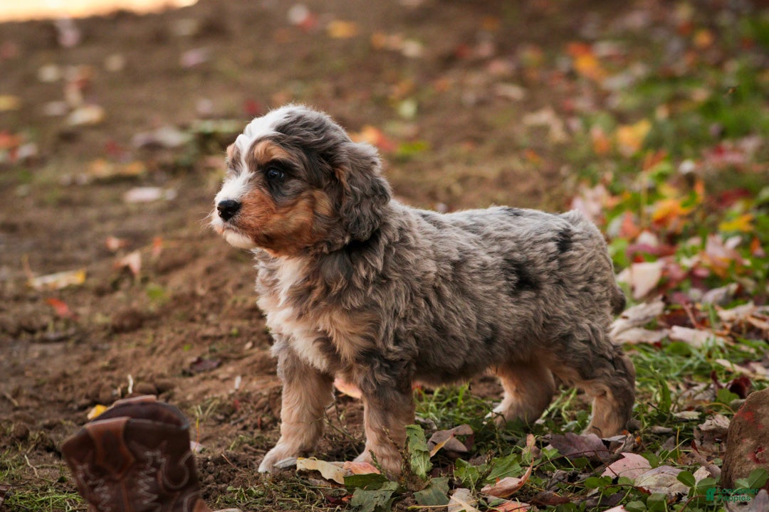 Mini Bernedoodle dogs Barley F1 Mini Bernedoodle  - Ad 2