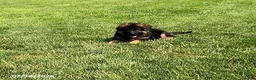 German Shepherd dogs for sale: Gage - Ad 3