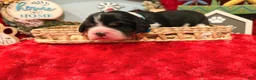 English Springer Spaniel dogs for sale: Light Blue collar - Ad 2