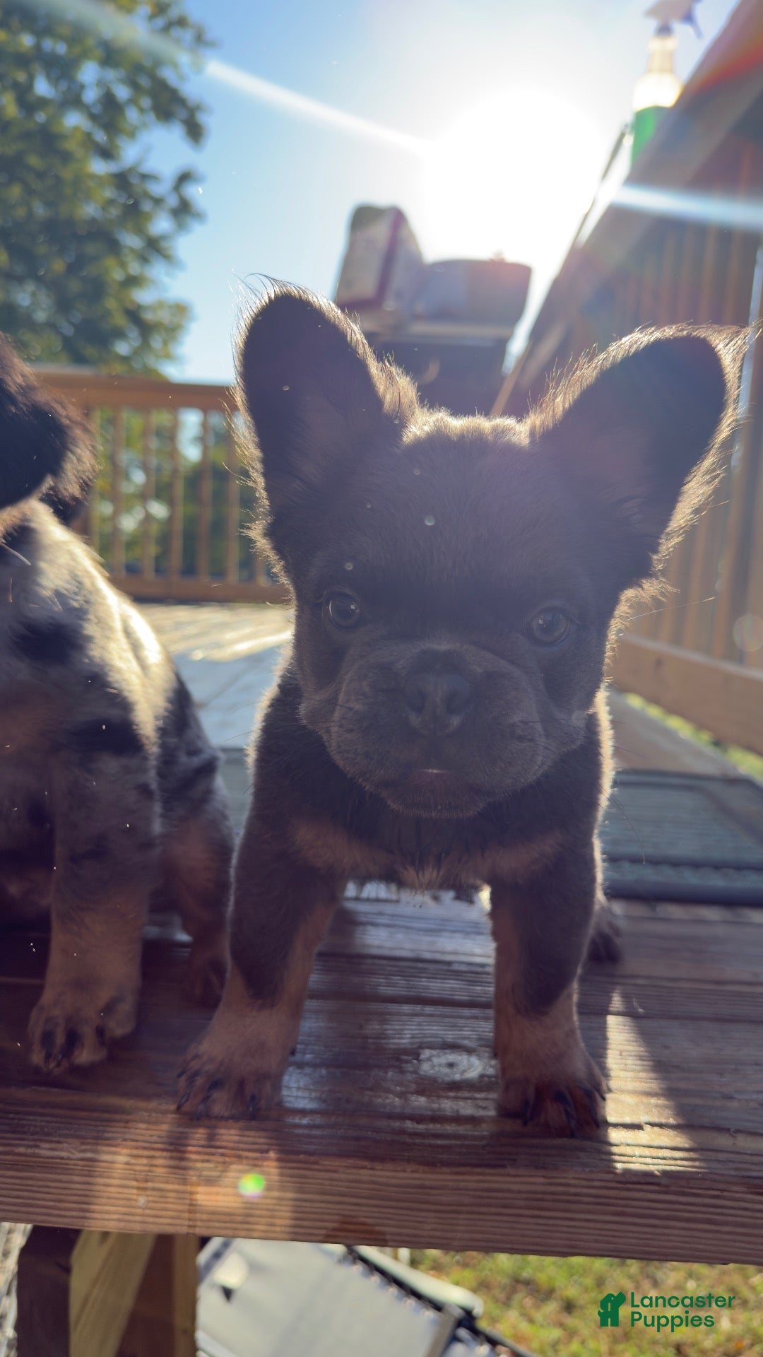 French Bulldog dogs Six  - Ad 1