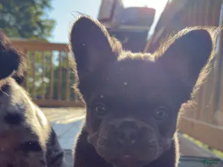 French Bulldog dogs Six - Ad 1
