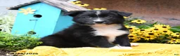Border Collie dogs for sale: Bandit - Ad 2