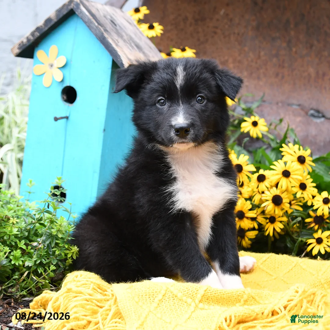 Border Collie dogs for sale: Bandit - Ad 2