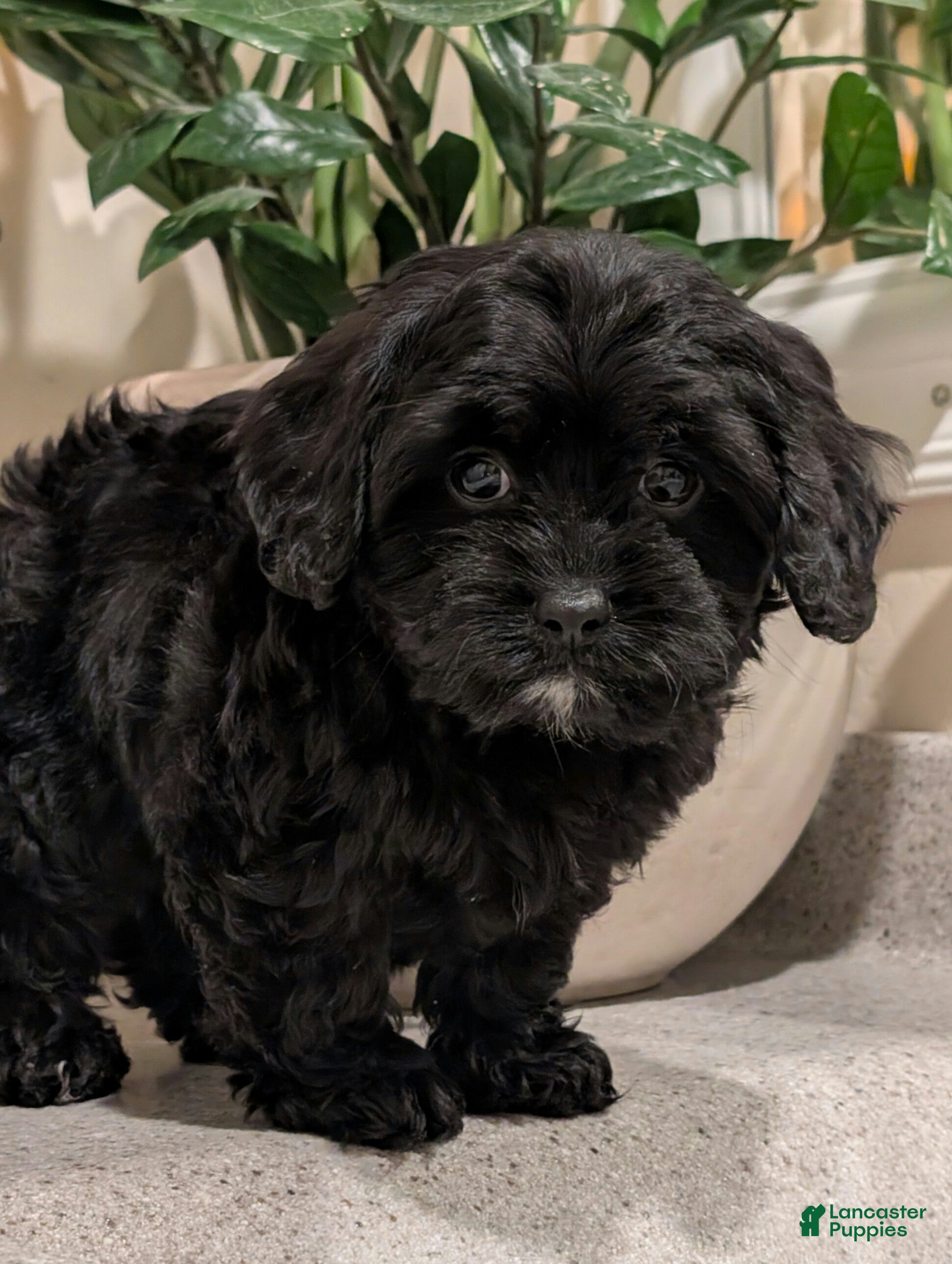 Cavapoo dogs Buddy  - Ad 2