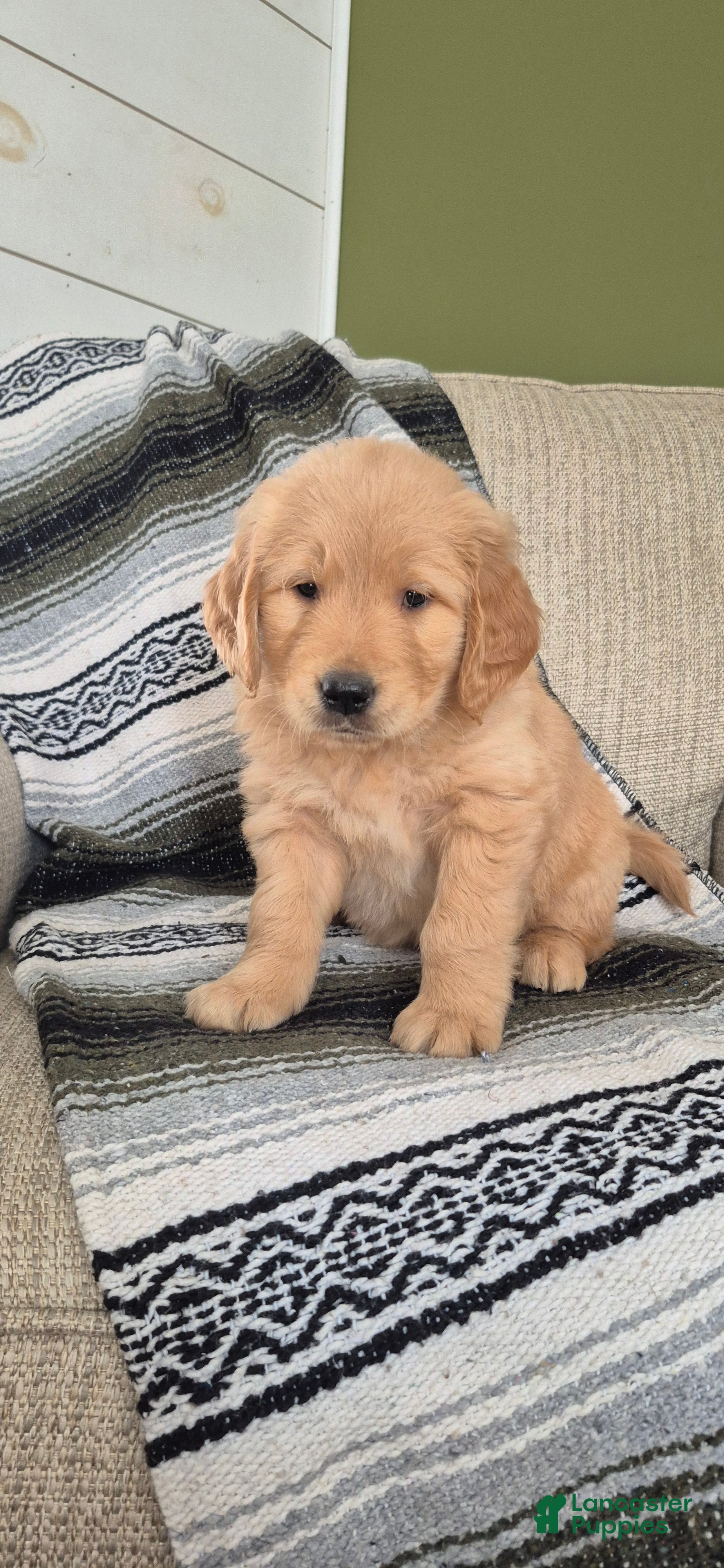Golden Retriever dogs Finn - Ad 14