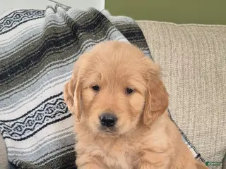 Golden Retriever dogs Finn - Ad 14