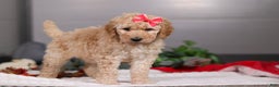 Standard Poodle dogs for sale: Lucy - Ad 3