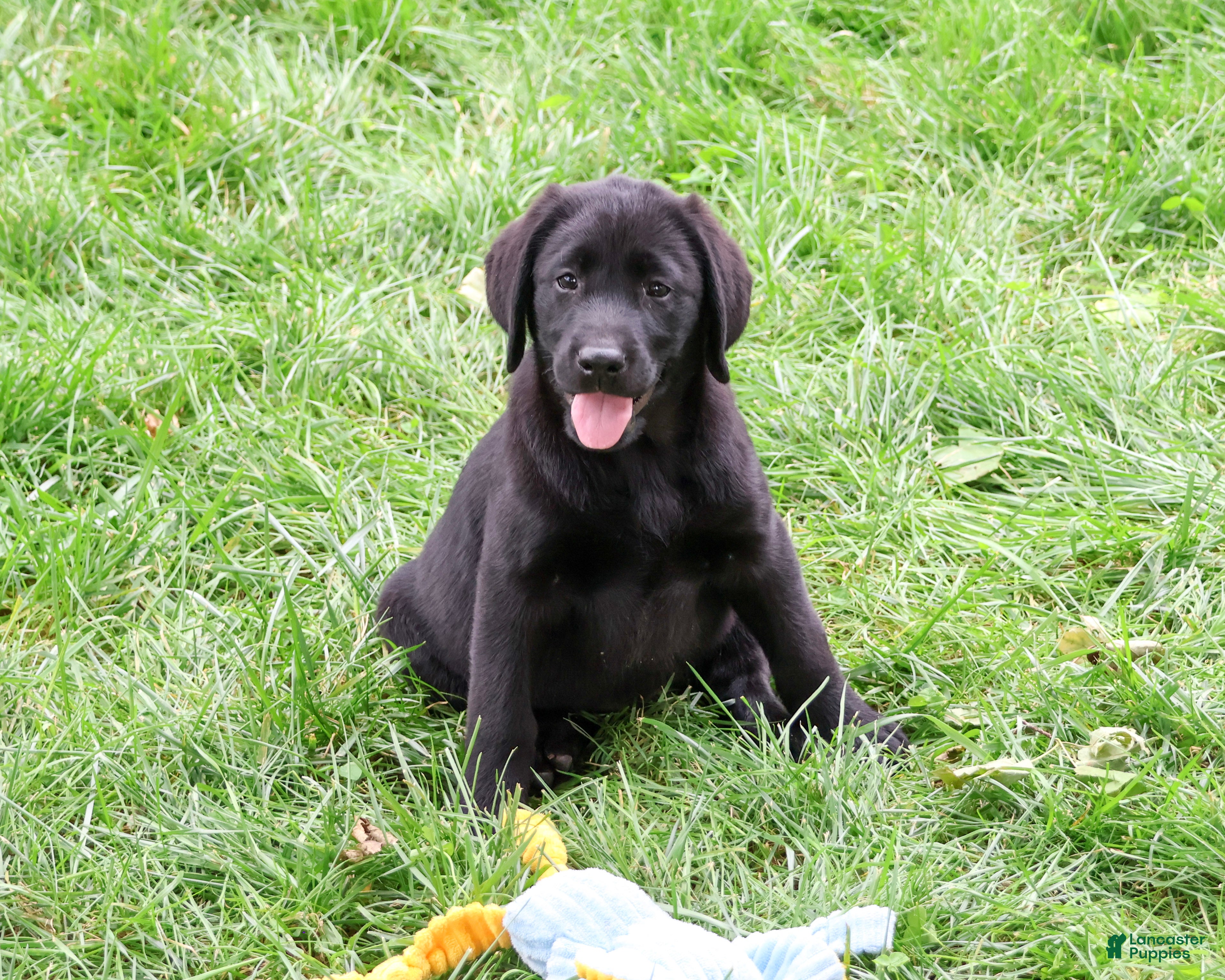 Max (Labrador, Male) in Syracuse, IN