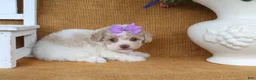 Toy Poodle dogs for sale: Delilah - Ad 3