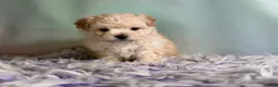 Maltipoo dogs for sale: Taffy  - Ad 4