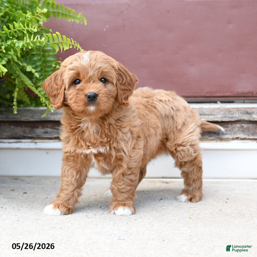 Cavapoo dogs Cutie - Ad 1