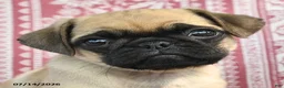 Pug dogs for sale: Macie - Ad 3