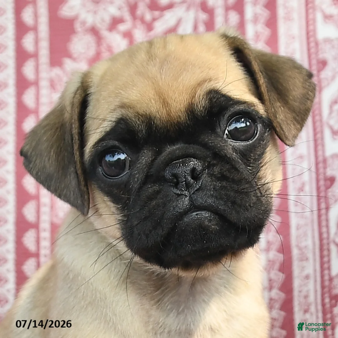 Pug dogs for sale: Macie - Ad 3