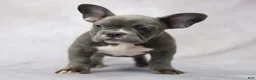 French Bulldog dogs for sale: Frank - Ad 6
