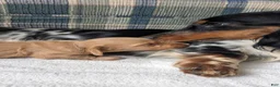Miniature Dachshund dogs for sale: Shadow - Ad 4