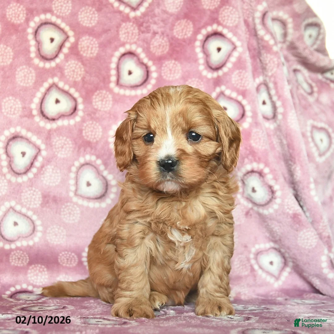 Cavapoo dogs for sale: Rocky  - Ad 1