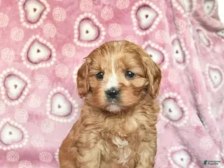 Cavapoo dogs Rocky - Ad 14