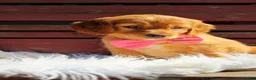 Mixed Breed dogs for sale: Opal  - Ad 6