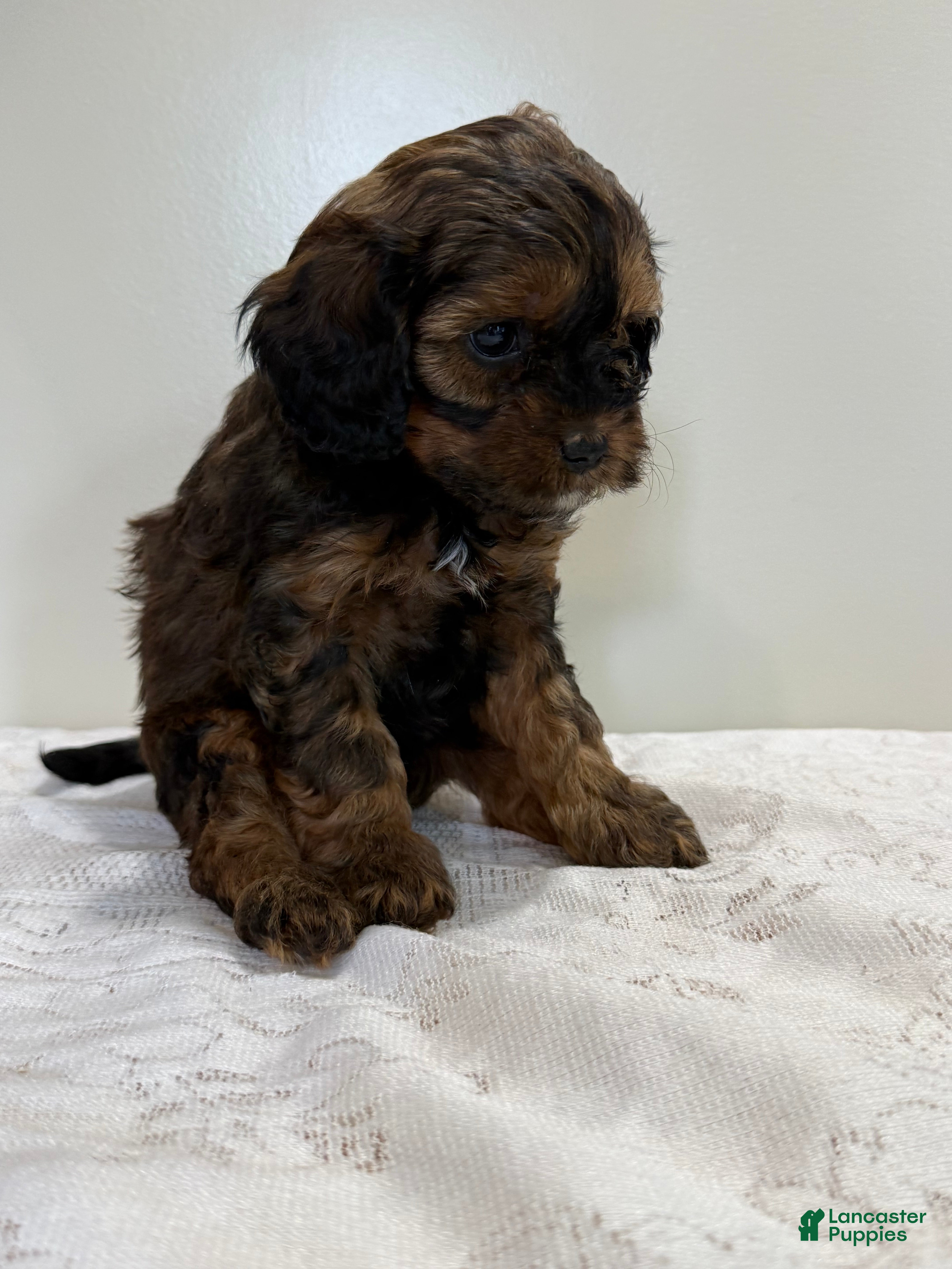 Cavapoo dogs Coffee Cavapoo  - Ad 2