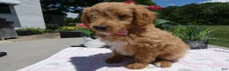 Mini Aussiedoodle dogs for sale: Mini Aussiedoodle 4 Dolly - Ad 2
