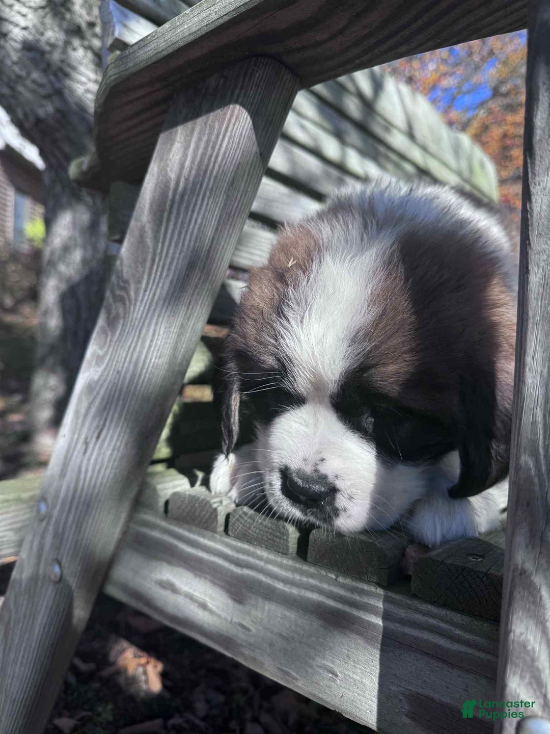 Saint Bernard dogs for sale: Georgia  - Ad 4