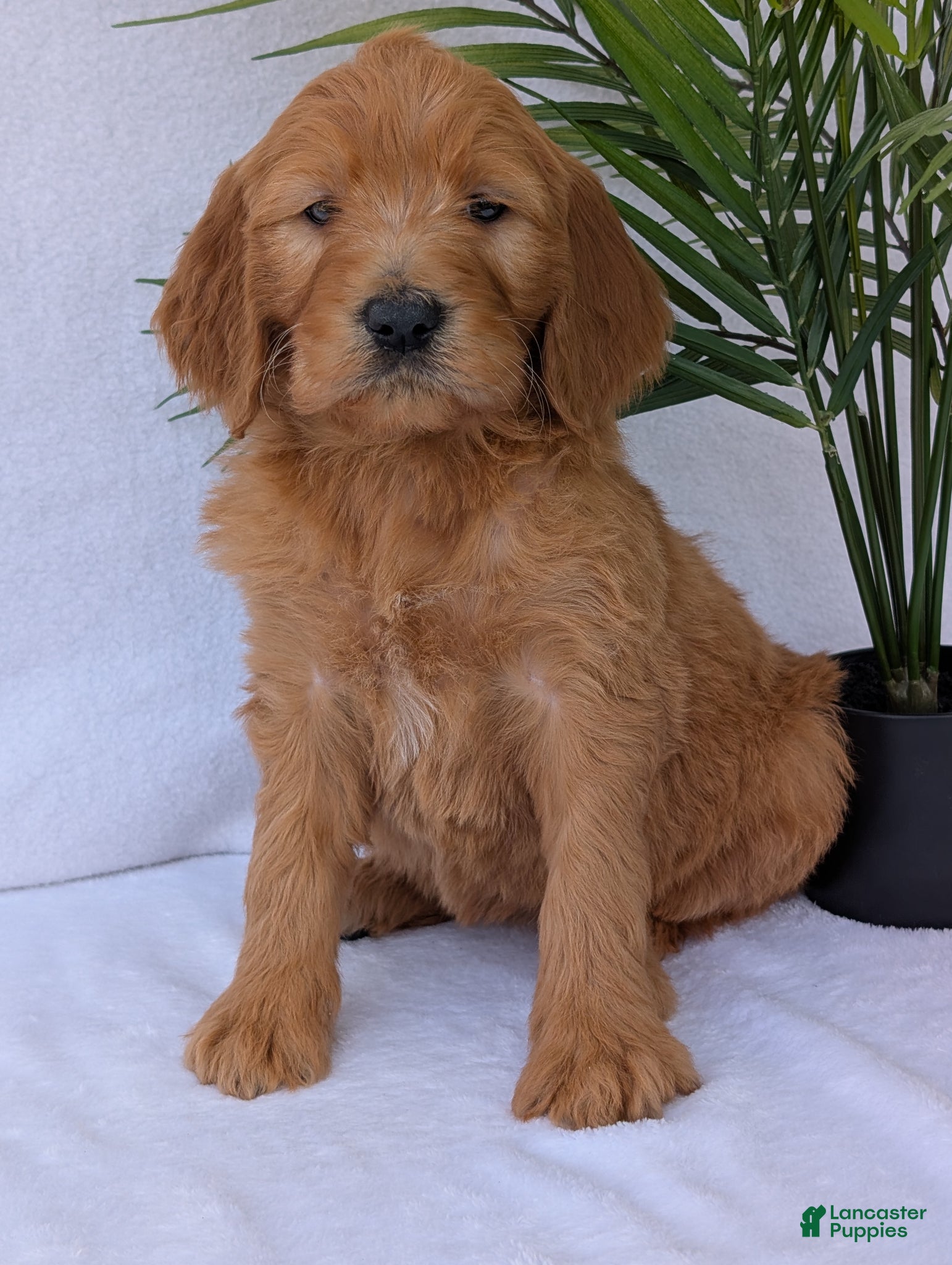 Goldendoodle dogs Gracie - Ad 9