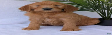 Gracie