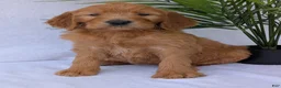 Goldendoodle dogs for sale: Gracie - Ad 1