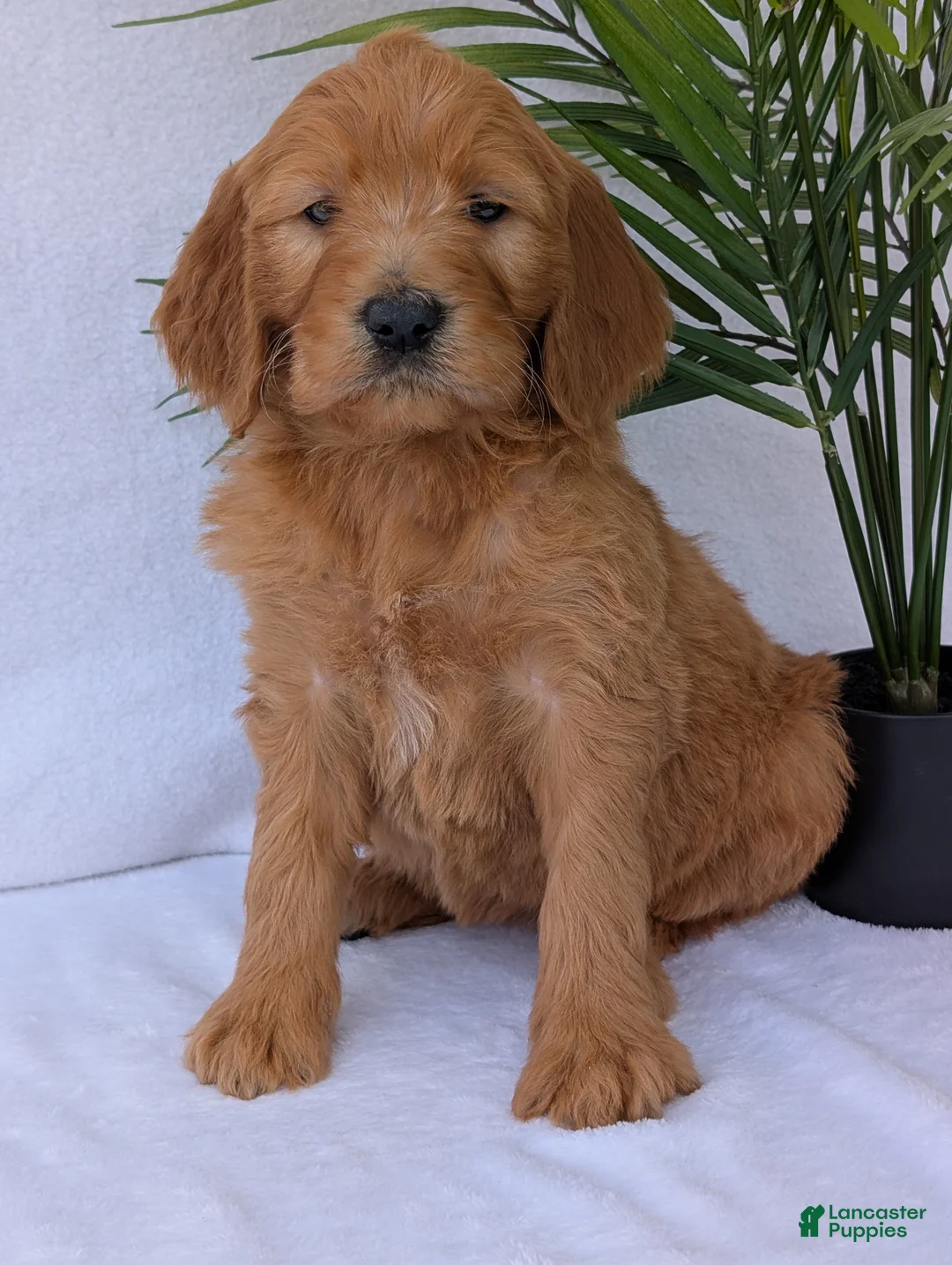 Goldendoodle dogs for sale: Gracie - Ad 1