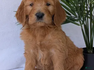 Goldendoodle dogs Gracie - Ad 9