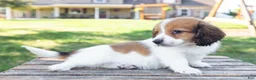 Miniature Dachshund dogs for sale: Hobbes - Ad 9