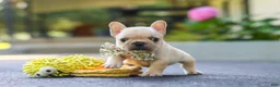 French Bulldog dogs for sale: Kyra - Ad 9