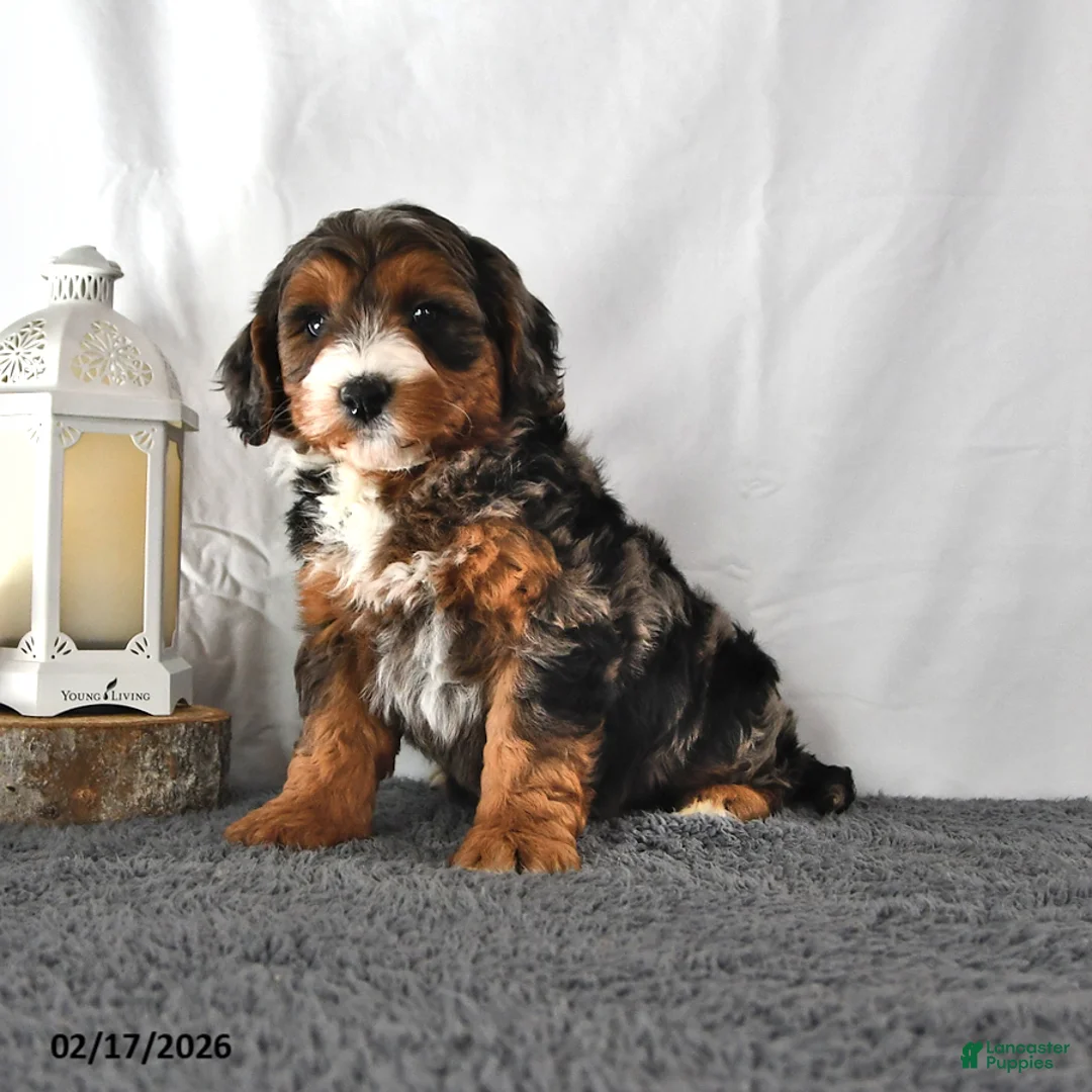 Mini Aussiedoodle dogs for sale: Lance  - Ad 2