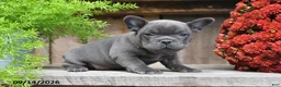 Frenchton dogs for sale: Remi - Ad 4
