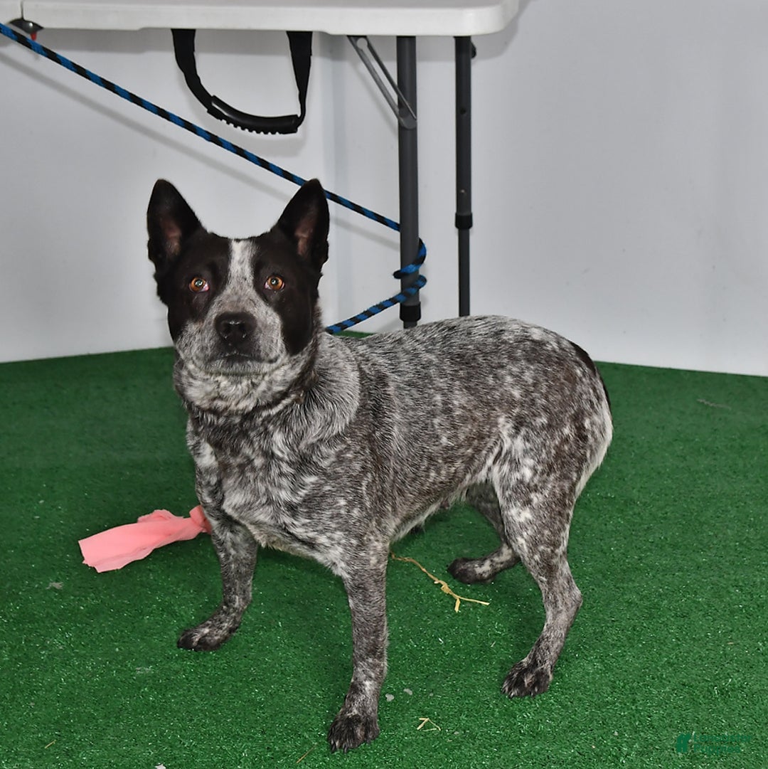 Mixed Breed dogs for sale: Jasmine - Ad 6