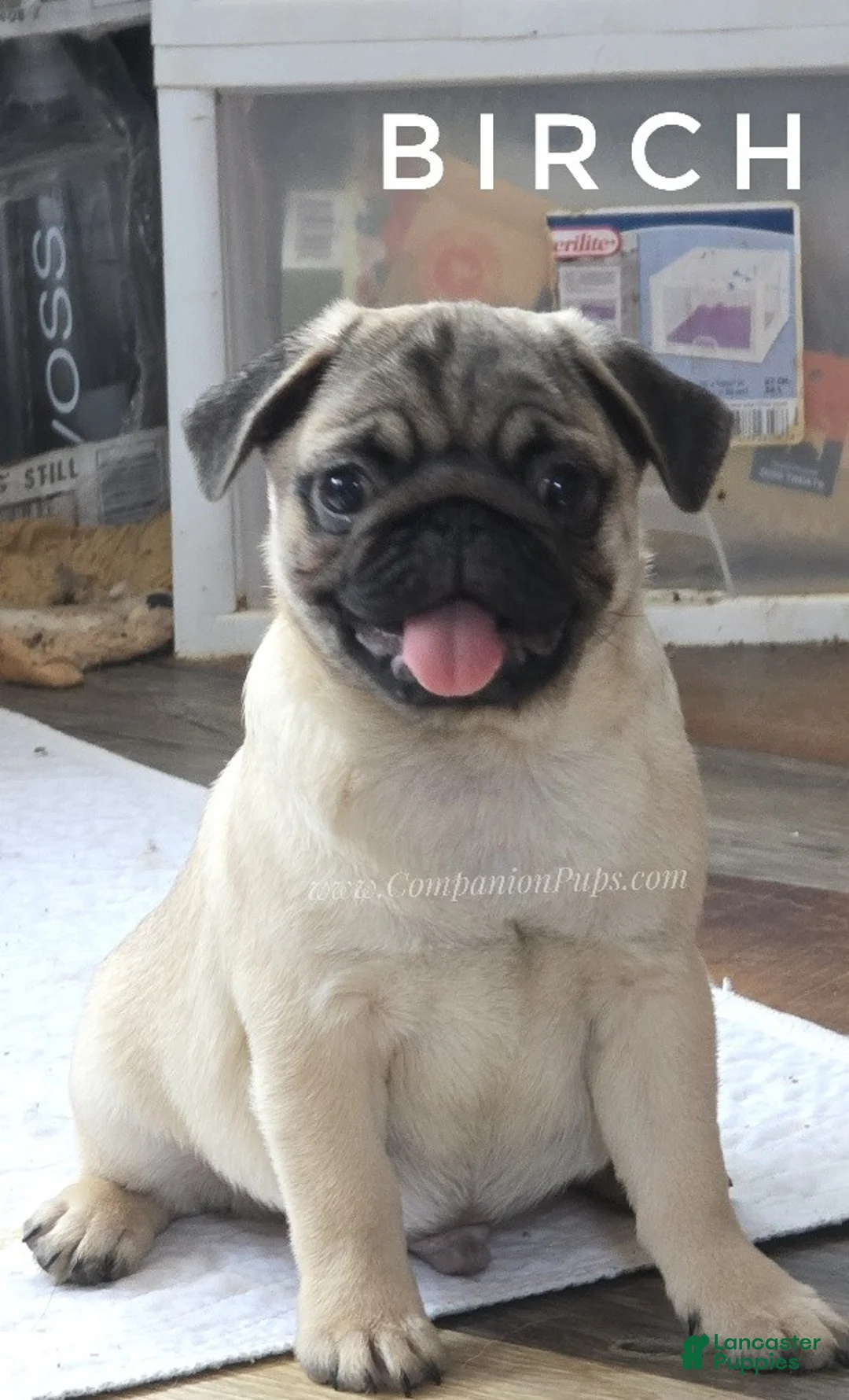 Pug dogs for sale: Birch Bright Fawn Pug Puppy - Ad 1