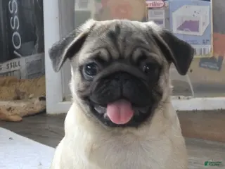 Pug dogs for sale: Birch Bright Fawn Pug Puppy - Ad 2